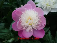 Bowl of Beauty.webp