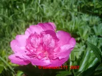 Bouquet perfect.webp