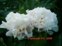 Zhong Sheng Fen1.webp