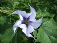Datura metel.webp