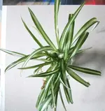 DSCF2117.webp