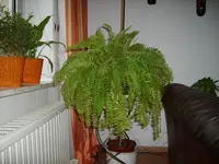 ontario 002.webp