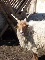 Zackelschaf 2_240x320.webp
