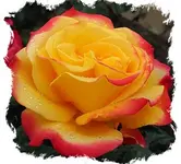 4.webp