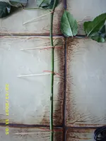 Test 033.webp