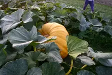 img0003co2.webp