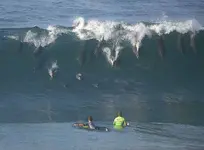 Dolphins.webp
