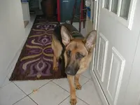 41.webp