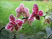 IMG_0703_1orch.webp