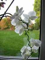 IMG_0704_1orch.webp
