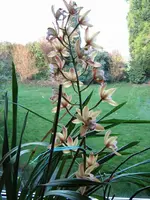 IMG_0705_1.webp