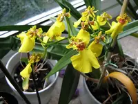 IMG_0706_1orch.webp