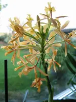 IMG_0708_1orch.webp