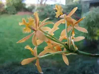 IMG_0709_1orch.webp
