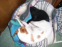Pico&Emma_11.webp