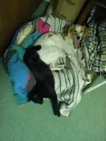 Pico&Emma_05.webp