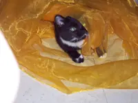 SöckchenOrganza.webp