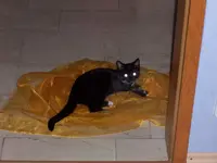 Söckchenorganza3.webp