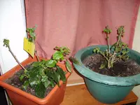 Hibiskus 008.webp