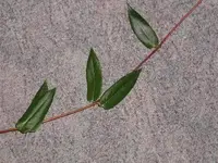 Monster34_024_400x300.webp