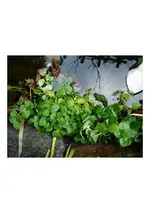 00003 kresse.webp