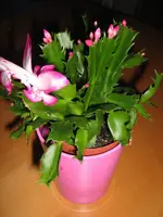 IMG_0726_1.webp