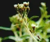 stevia.webp