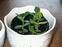 gemischte 033.webp