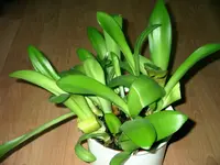 gemischte1 003.webp