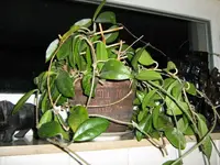 IMG_0755_1.webp