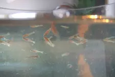 Goldfische0002.webp