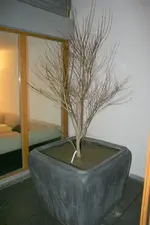 acer_pal.webp