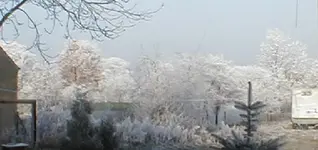 reif2.webp