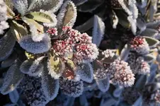 Eisblume_IMG03366.webp