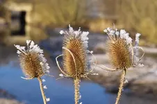 Eisblume_IMG03370.webp