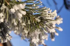 Eisblume_IMG03378.webp