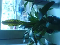 DSC00188.webp