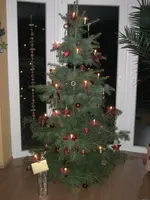 Baum.webp