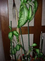 DSCN1271.webp
