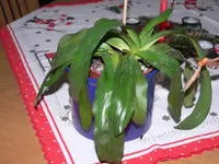 P1040721_.webp