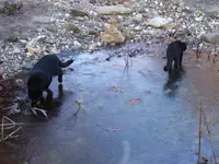Alle Katzen_09.webp