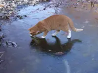 Alle Katzen_11.webp