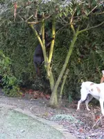Alle Katzen_13.webp