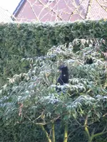 Alle Katzen_14.webp
