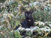 Alle Katzen_15.webp