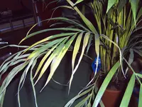 palme1.webp