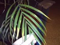 Palme2.webp