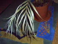 Palme3.webp
