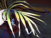 Palme4.webp