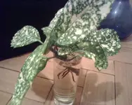 IMG00338-.webp